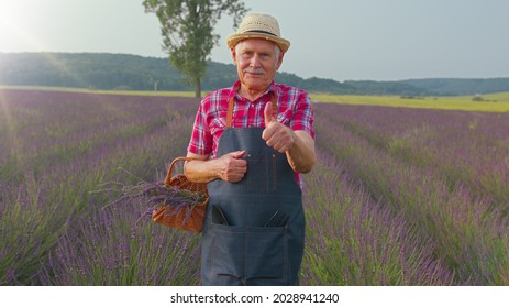 Senior Old Grandfather Farmer Gathering Lavender Flowers On Field. Gardener Florist Man Looking Approvingly At Camera Showing Thumbs Up, Growing Lavender Plant In Herb Garden, Retirement Activities