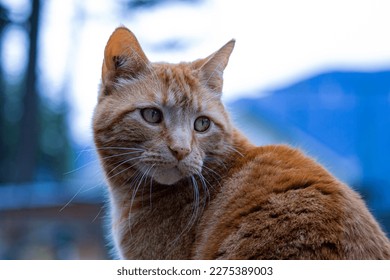 Senior orange ginger tabby cat looking right portrait with rural blue mountain background - Powered by Shutterstock