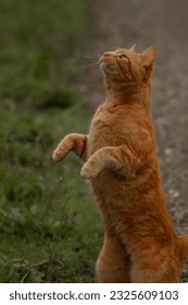 Senior Outdoor Orange Ginger Tabby Cat Jumping Rearing up and Facing Left with Green Grass Grey Dirt Road Background and Space for Text - Shutterstock ID 2325609103