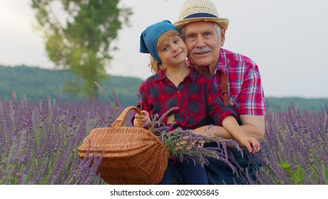 Senior Parent With Child Girl Kid Farmers Growing Lavender Plant In Herb Garden Field. Elderly Man Shows Blooming Flower To Little Granddaughter. Teamwork. New Generation Training. Ecological Tourism