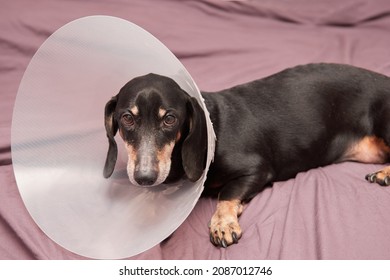 Senior Pet with white paws ond nose. Elderly dog lying on a bed sick with vet plastic Elizabethan collar on neck. A dachshund in a dog collar. Treatment of Pets. Veterinary clinic for dogs