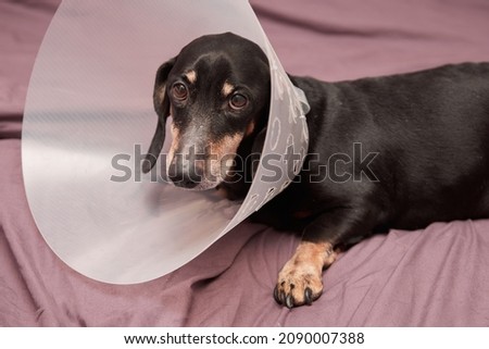 Senior Pet with white paws ond nose. Elderly dog lying on a bed sick with vet plastic Elizabethan collar on neck. A dachshund in a dog collar. Treatment of Pets. Veterinary clinic for dogs