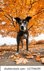 A Senior Pit Bull In A Park During Fall