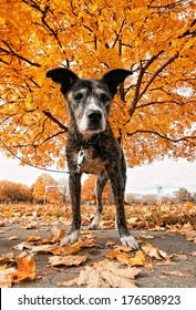  A Senior Pit Bull In A Park During Fall 