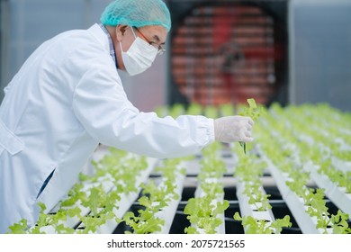 Senior scientist examining a plants in greenhouse farm. scientists holding equipment for research plant in organic farm. Quality control for hydroponics vegetable farm. test and collect chemical data. - Powered by Shutterstock