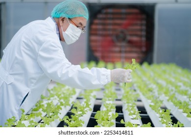 Senior scientist examining a plants in greenhouse farm. scientists holding equipment for research plant in organic farm. Quality control for hydroponics vegetable farm. test and collect chemical data. - Powered by Shutterstock