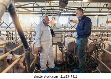 Senior Veterinarian And Farmer Standing At The Pig Farm.