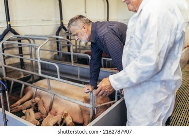 Senior Veterinarian And Farmer Standing At The Pig Farm.