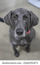 senior weimaraner is looking at the camera while sitting down in a shallow depth of field portrait