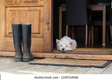 Senior West Highland White Terrier Westie Dog Lying On Mat Looking Out Of Open Farmhouse Door - Photographed In New Zealand, NZ