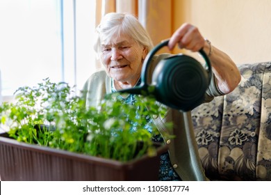 Senior Woman Of 90 Years Watering Parsley Plants With Water Can At Home