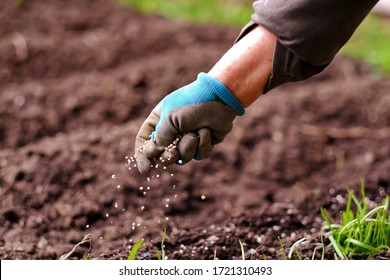 Senior woman applying fertilizer plant food to soil for vegetable and flower garden. Fertilizer and agriculture industry, development, economy and Investment growth concept.