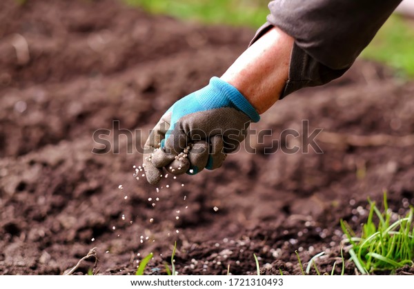 Senior woman\
applying fertilizer plant food to soil for vegetable and flower\
garden. Fertilizer and agriculture industry, development, economy\
and Investment growth\
concept.