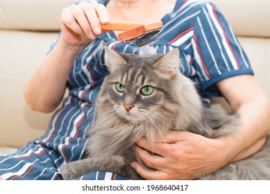 Senior Woman Combing A Fur, Gray Cat Indoors. Elderly Female Hands Holding A Special Hairbrush And A Green-eyed Cat, Close-up. Pet Care Concept.