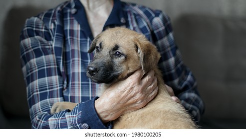 Senior Woman With Deep Wrinkles Hugs A Puppy. Granny Holds A Dog In Her Arms.