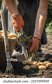 Senior Woman Digging Potatoes With A Shovel On A Farm.  Baby Potatoes With Potato Tops In The Soil. Harvesting Potato Out Of The Ground