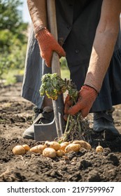 Senior Woman Digging Potatoes With A Shovel On A Farm.  Baby Potatoes With Potato Tops In The Soil. Harvesting Potato Out Of The Ground