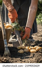 Senior Woman Digging Potatoes With A Shovel On A Farm.  Baby Potatoes With Potato Tops In The Soil. Harvesting Potato Out Of The Ground