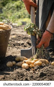 Senior Woman Digging Potatoes With A Shovel On A Farm.  Baby Potatoes With Potato Tops In The Soil. Harvesting Potato Out Of The Ground