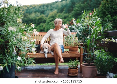 A senior woman with a dog and coffee sitting outdoors on a terrace in summer. - Powered by Shutterstock