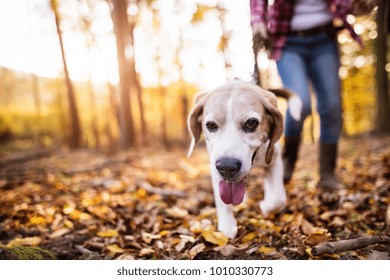 Senior Woman With Dog On A Walk In An Autumn Forest.