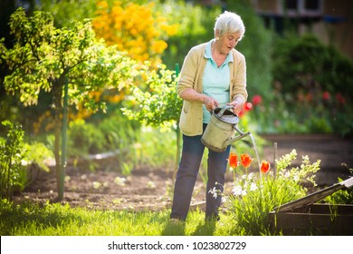 Senior woman doing some gardening in her lovely garden - watering the plants - Powered by Shutterstock