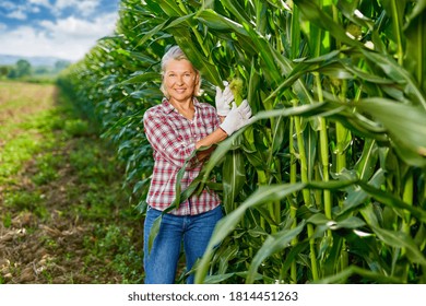 Senior Woman Farmer At Corn Harvest