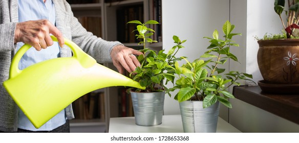 Senior Woman Flowering Indoor Plants