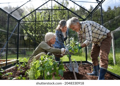 Senior woman friends planting vegetables in greenhouse at community garden. - Powered by Shutterstock