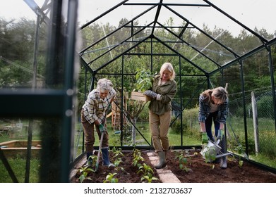 Senior woman friends planting vegetables in greenhouse at community garden. - Powered by Shutterstock