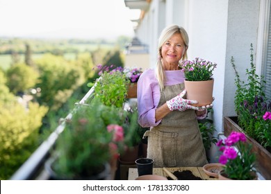 Senior Woman Gardening On Balcony In Summer, Planting Flowers.