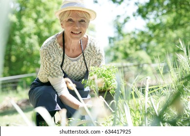 Senior Woman Gardening On Beautiful Spring Day