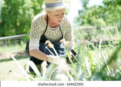 Senior Woman Gardening On Beautiful Spring Day