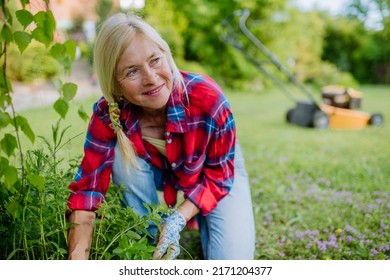 Senior woman gardening in summer, ctaking care of herbs, garden work concept. - Powered by Shutterstock