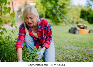 Senior woman gardening in summer, ctaking care of herbs, garden work concept. - Powered by Shutterstock