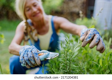 Senior Woman Gardening In Summer, Cutting Branches Of Rosmary Herb, Garden Work Concept.