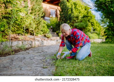 Senior Woman Gardening In Summer, Cutting Branches Of Rosmary Herb, Garden Work Concept.