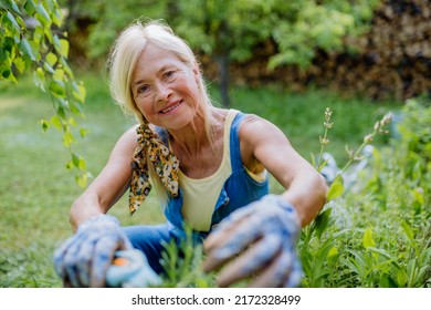 Senior woman gardening in summer, cutting branches of rosmary herb, garden work concept. - Powered by Shutterstock