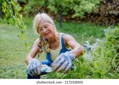 Senior Woman Gardening In Summer, Cutting Branches Of Rosmary Herb, Garden Work Concept.