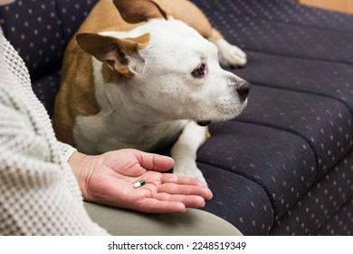 Senior woman giving medicine pill to his sick dog. Vitamins for happiness pets - Shutterstock ID 2248519349
