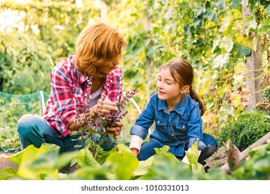 Senior Woman With Grandaughter Gardening In The Backyard Garden.