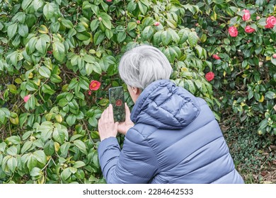 Senior woman with gray hair in park, taking pictures camellia japonica flower on phone. Back view. Discover nature, active seniors concept