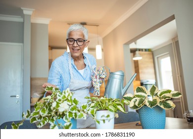 Senior Woman With Green Plants And Flowers At Home. Woman Caring For House Plant. Woman Taking Care Of Plants At Her Home Portrait Of Elderly Woman Gardening At Home. Retired Female Care For Her Plant