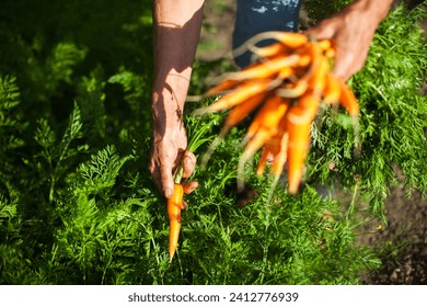 Senior Woman Harvesting Fresh Carrots from her Organic vegetable Garden - Powered by Shutterstock