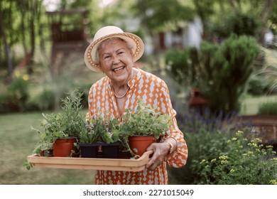 Senior woman harvesting herbs in her garden during summer evening, holding tray with herbs and smiling. - Powered by Shutterstock