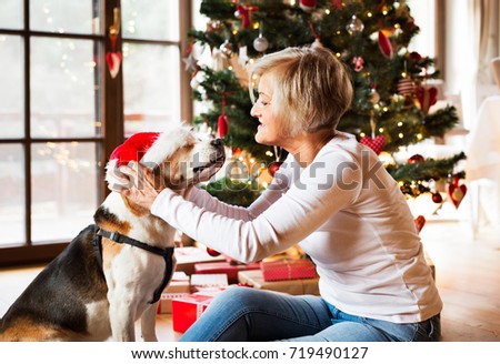 Similar – Image, Stock Photo Christmas dog