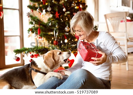 Similar – Image, Stock Photo Christmas dog