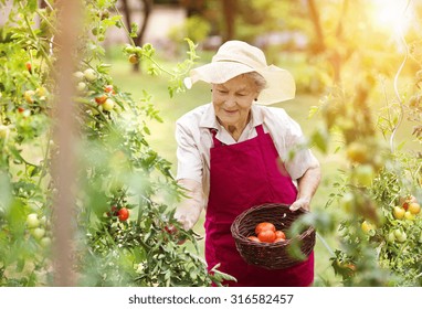 Senior woman in her garden harvesting tomatoes - Powered by Shutterstock