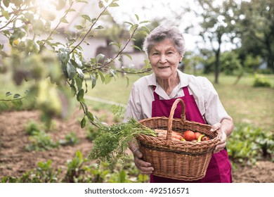 Senior woman in her garden harvesting vegetables. Summer garden. - Powered by Shutterstock