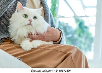 Senior woman holding a cat - Powered by Shutterstock